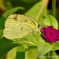 Eurema blanda Boisduval, 1836